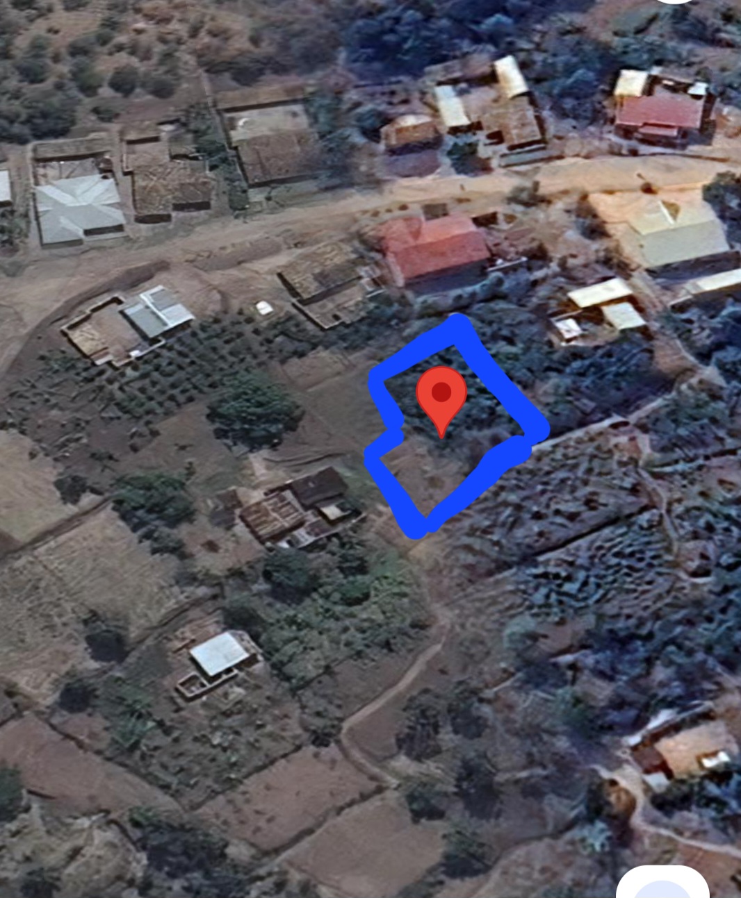 Abelia Product Image